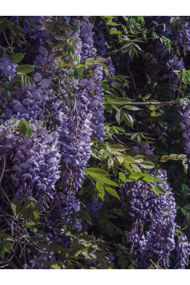Videolu Mor Salkım Çiçeği Fidanı Bahçe Balkon Bitkisi (30 40CM)1 Adet Saksılı Buddleja Davidii - 5