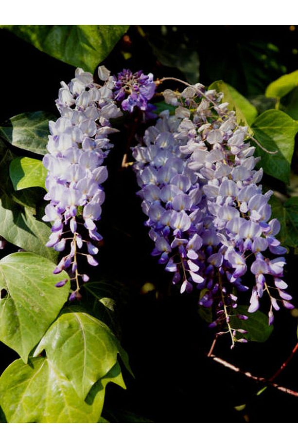Videolu Mor Salkım Çiçeği Fidanı Bahçe Balkon Bitkisi (30 40CM)1 Adet Saksılı Buddleja Davidii - 1