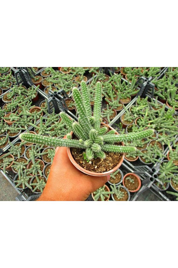 Yilan Kaktüs 3 Adet- Chamaecereus Silvestriiyilan Kaktüs 3 Adet- - 1