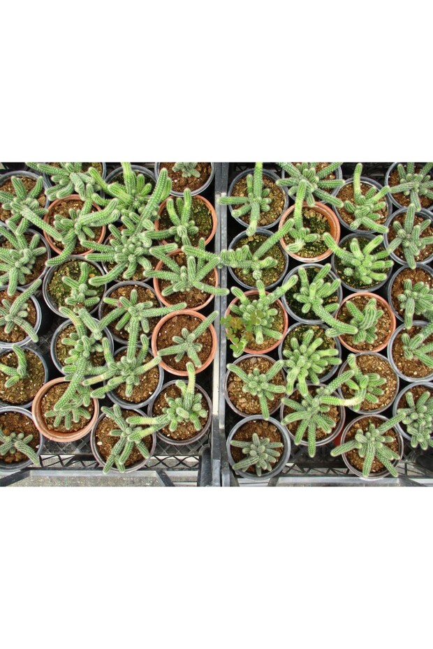 Yilan Kaktüs 20 Adet- Chamaecereus Silvestrii - 3