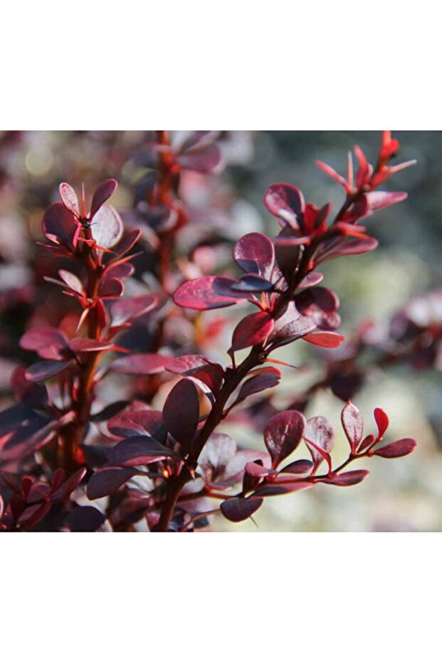 Kırmızı Berberis - Renkli Çit Bitkisikırmızı Berberis - 2