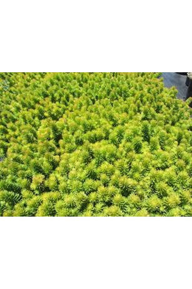 Sarı Sedum 90 Adet - Yer Örtücü Çok Yıllık Bitki - 1
