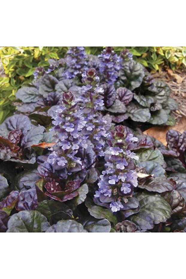 Ajuga - 10 Adet Bordo Yer Örtücü Bitki - 4