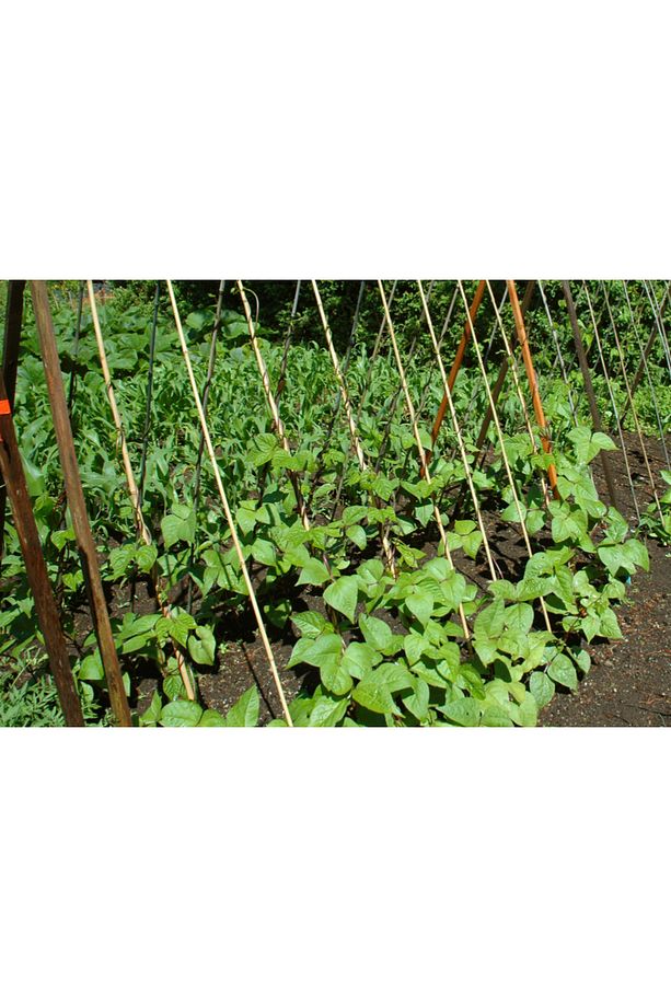 Bambu Bitki Destek Çubuğu 180 Cm 20 Adet - 5
