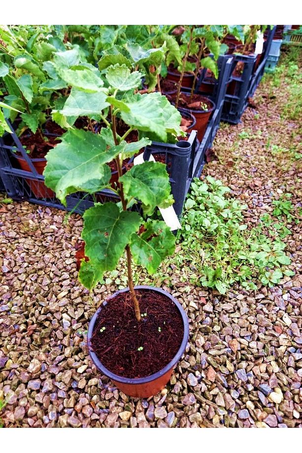 Huş Ağacı Fidanı 5 Adet - Betula Pendula - 4