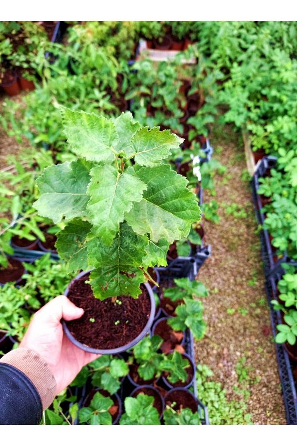Huş Ağacı Fidanı 5 Adet - Betula Pendula - 6