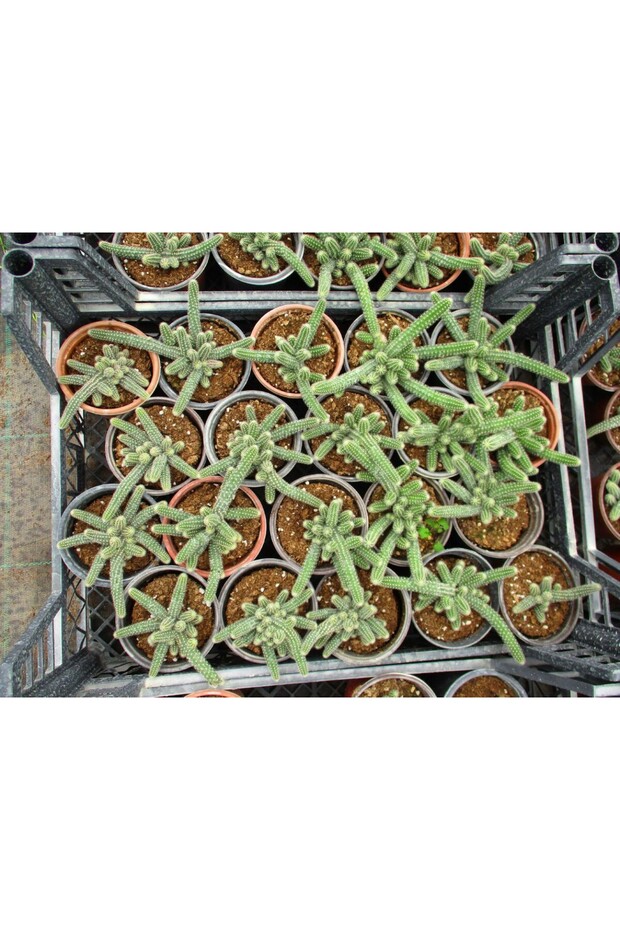 Yılan Kaktüs - Chamaecereus Silvestrii - 5