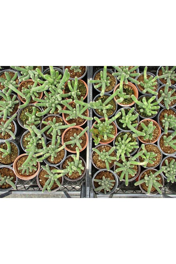 Yilan Kaktüs 3 Adet- Chamaecereus Silvestriiyilan Kaktüs 3 Adet- - 3