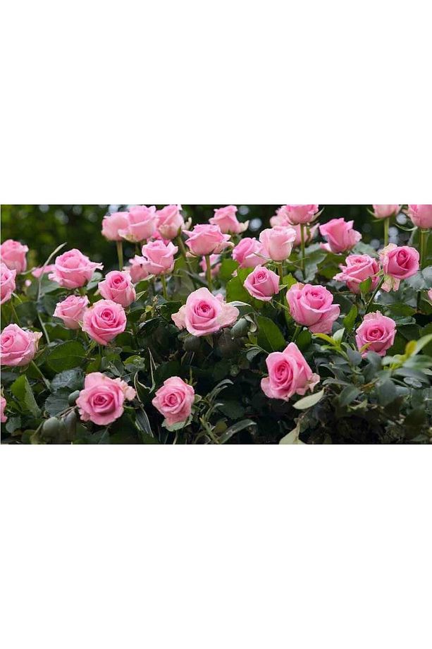Pembe Gül Fidanı 40 Adet - Yediveren Saksılı Gülpembe Gül Fidanı - 4