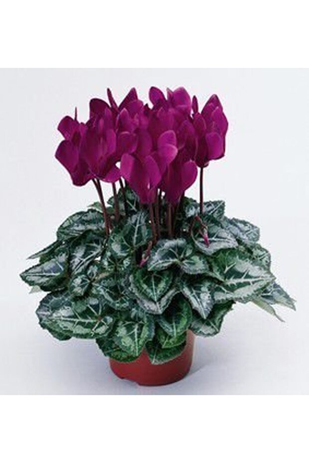 MOR SİKLAMEN ÇİÇEĞİ - 2