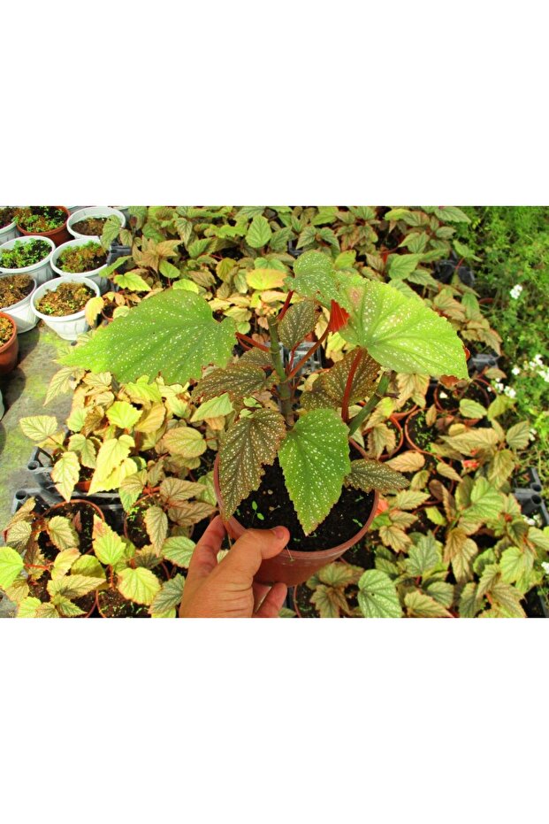 ÇİLLİ BEGONYA ÇİÇEĞİ - 1