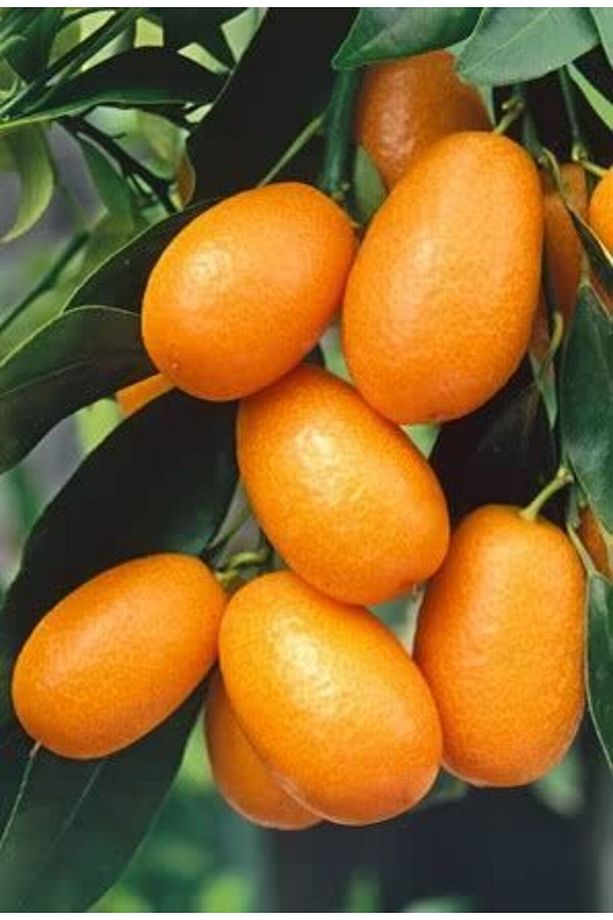 Kumkuat Fidanı 3 Yaşında - 3