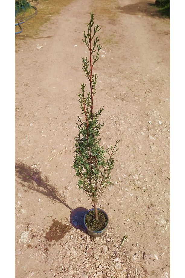 Mezarlık Çamı 5 Adet - Kabir Ağacı 1 Metre - 4