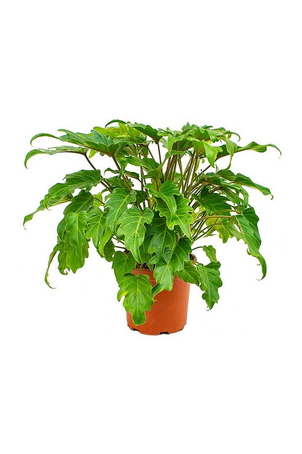 Philodendron Xanadu - 3