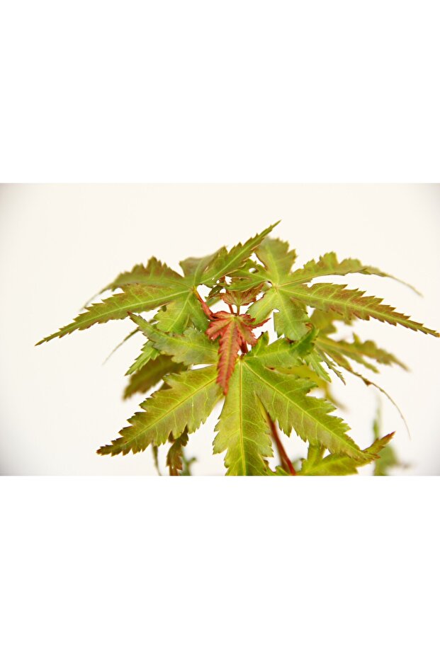 Bonsai Japon Akçaağacı Hediyelik 2 Adet - 5