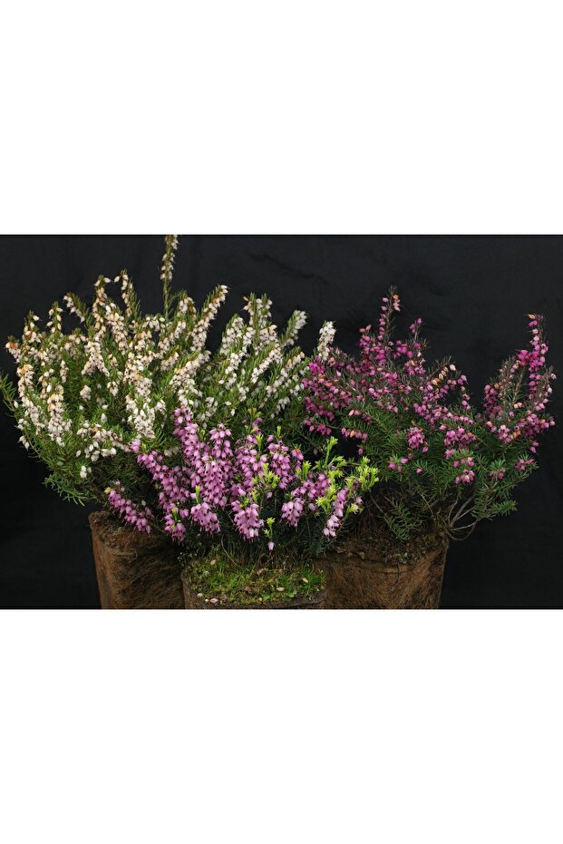 Erika (Funda) Çiçeği – Erica Carnea - 3 Adet Saksılı Karışık Renklerde - 3