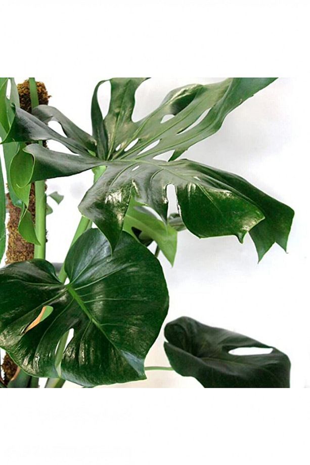 Monstera Yosun Gövdeli 2 Adet Deve Tabanı 80-100 Cm - 6