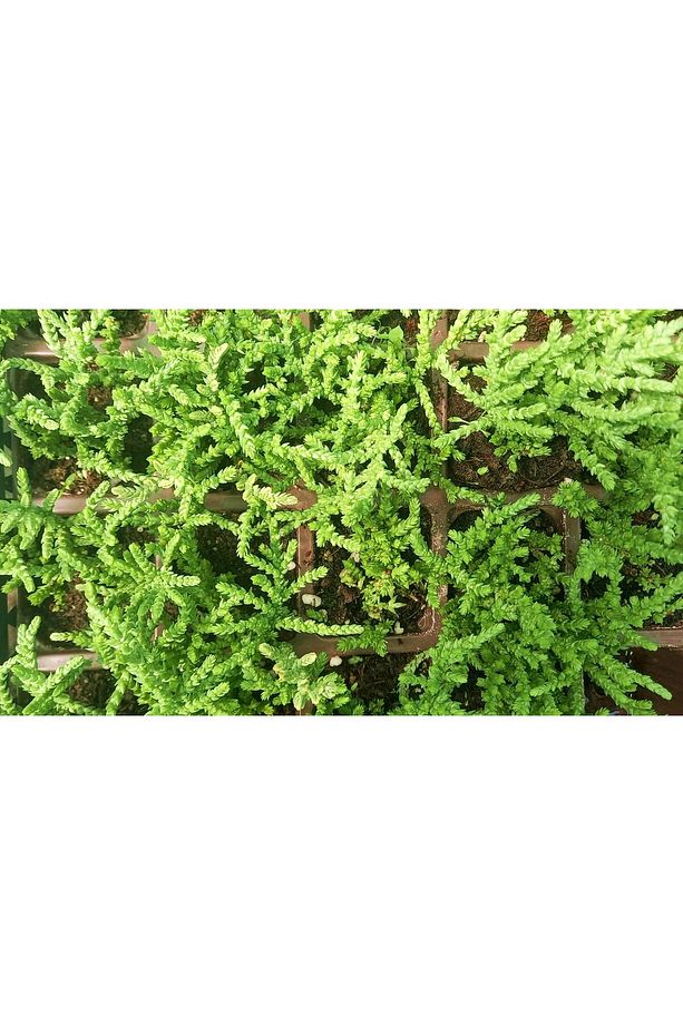 Prenses Çami Crassula Muscosa 45 Adet - 6