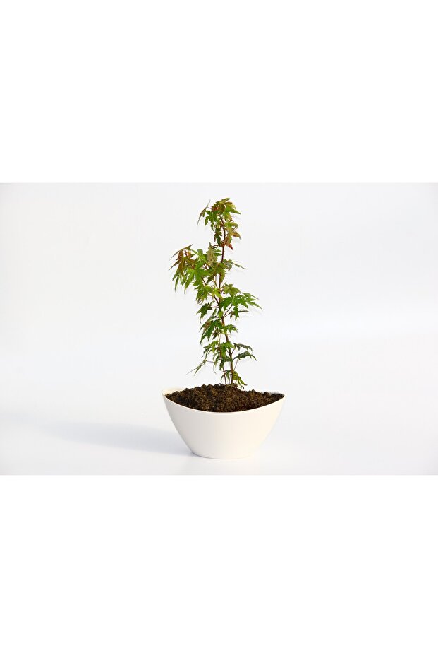 Bonsai Japon Akçaağacı Hediyelik 2 Adet - 1