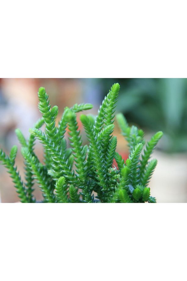 Prenses Çami Crassula Muscosa 45 Adet - 3