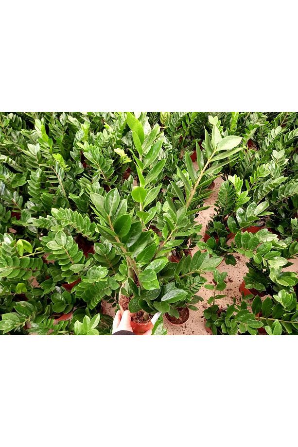 Zamia Bitkisi / Zeze Çiçeği 3 Adet Hediyelik - 3