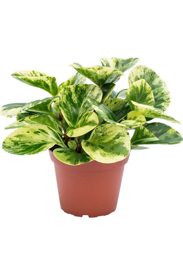 Alacalı Zümrüt Dalgası – Peperomia Obtusifolia - 2