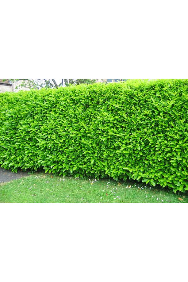 Kartopu Lucidum 10 Adet 30-40 Cm Çit Bitkisi - 1