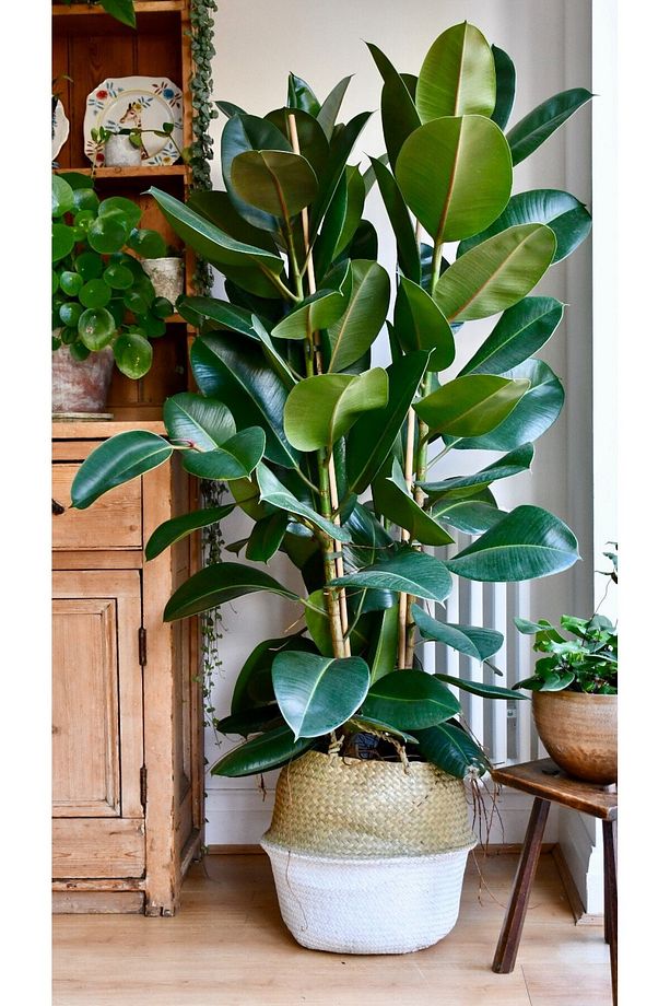 Kauçuk Bitkisi Ficus Elastica - 4