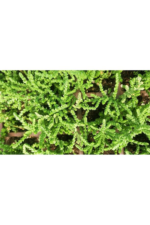 Prenses Çami Crassula Muscosa 45 Adet - 5