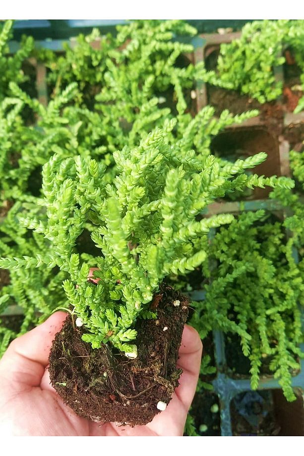 Prenses Çami Crassula Muscosa 45 Adet - 4