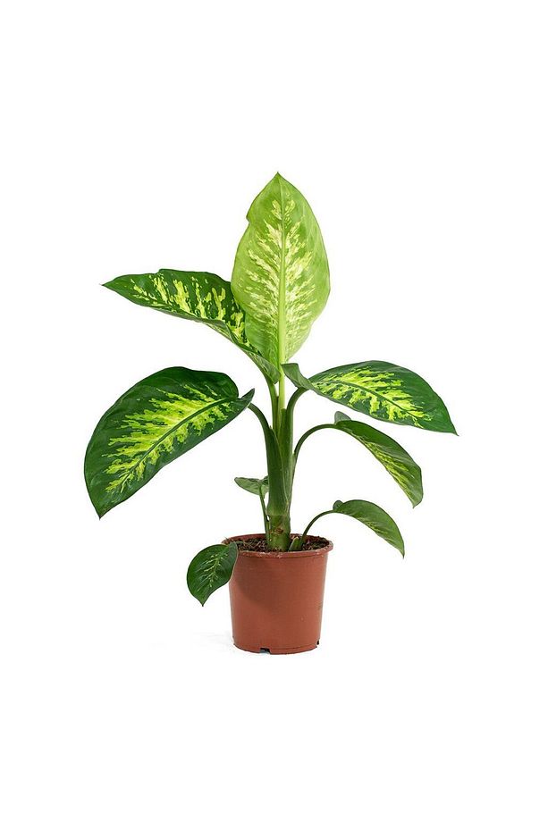 Difenbahya (tropik) - Ağlayan Çiçek 40 Cm 2 Adet - 3