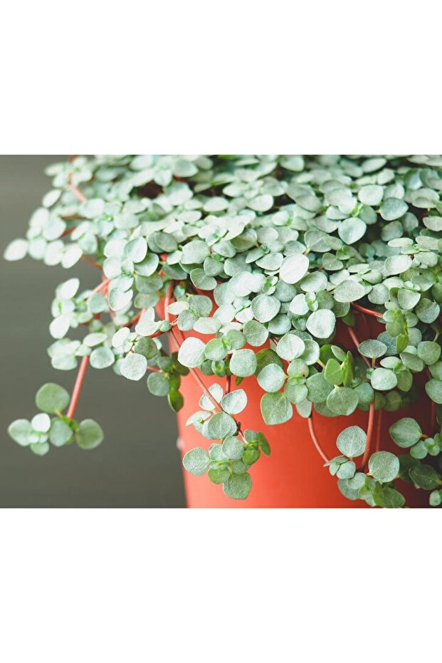 Pilea Glauca 3 Adet - Dostluk Çiçeği - 5