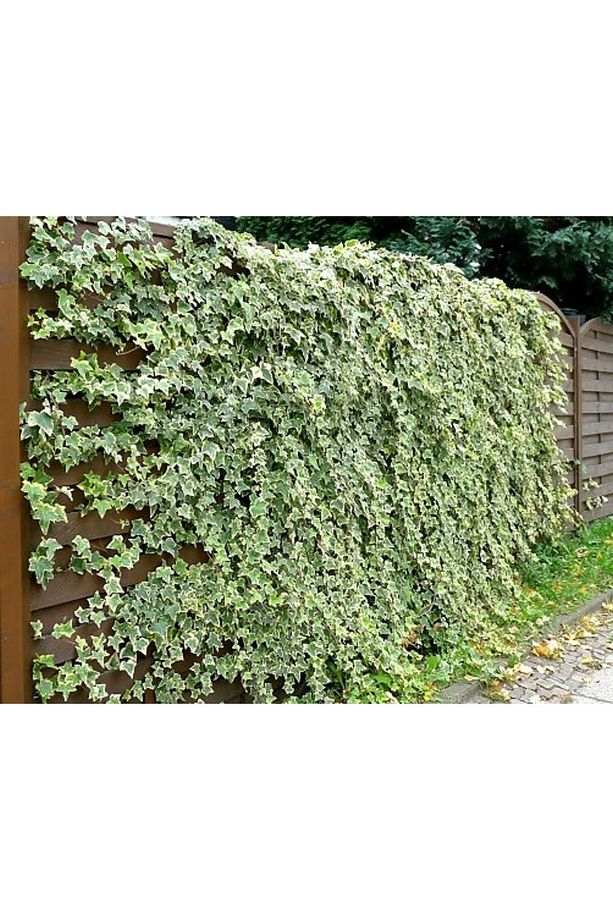 Hedera Sarmaşık - 1.5 Metre Sarılıcı Bitki - 1