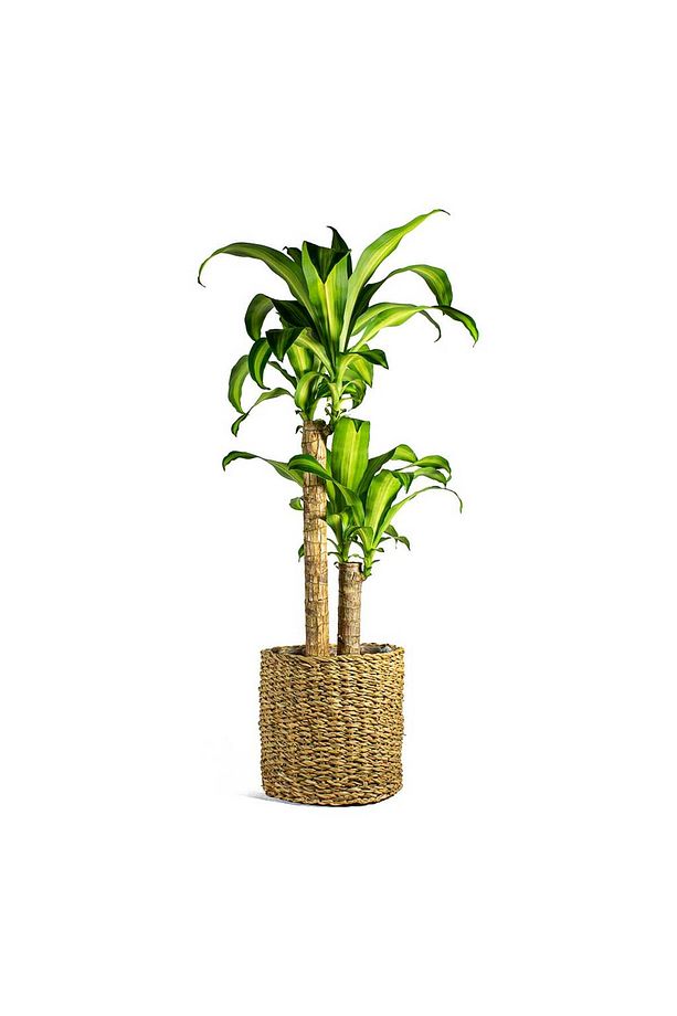 Dracena Massengena 2’li 100-120 Cm - 1