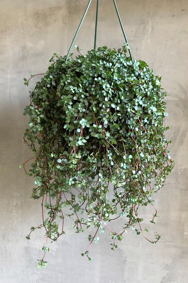 Pilea Glauca - Dostluk Çiçeği - 8