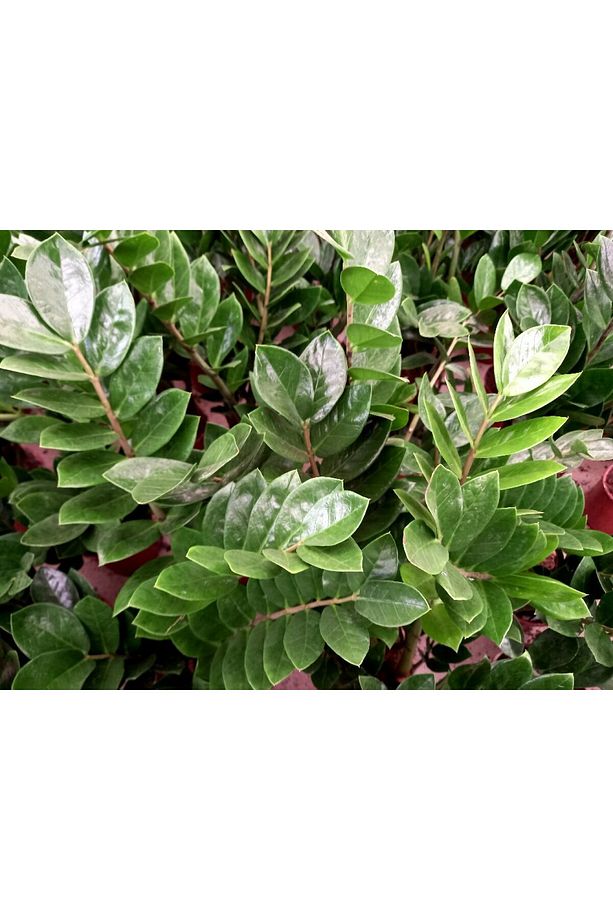 Zamia Bitkisi / Zeze Çiçeği 3 Adet Hediyelik - 5