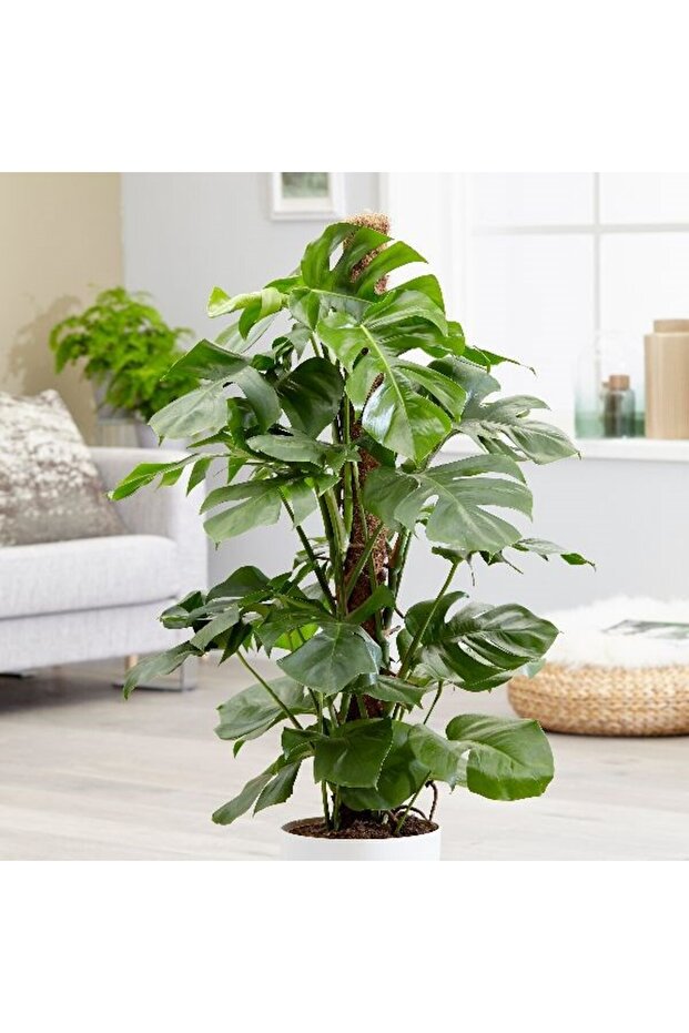 Deve Tabanı Monstera 2 Adet - Hediyelik Ev Ofis Bitkisi - 5