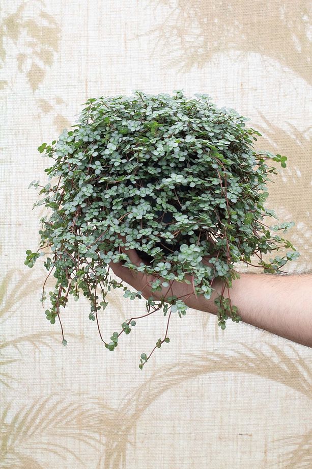 Pilea Glauca - Dostluk Çiçeği - 7