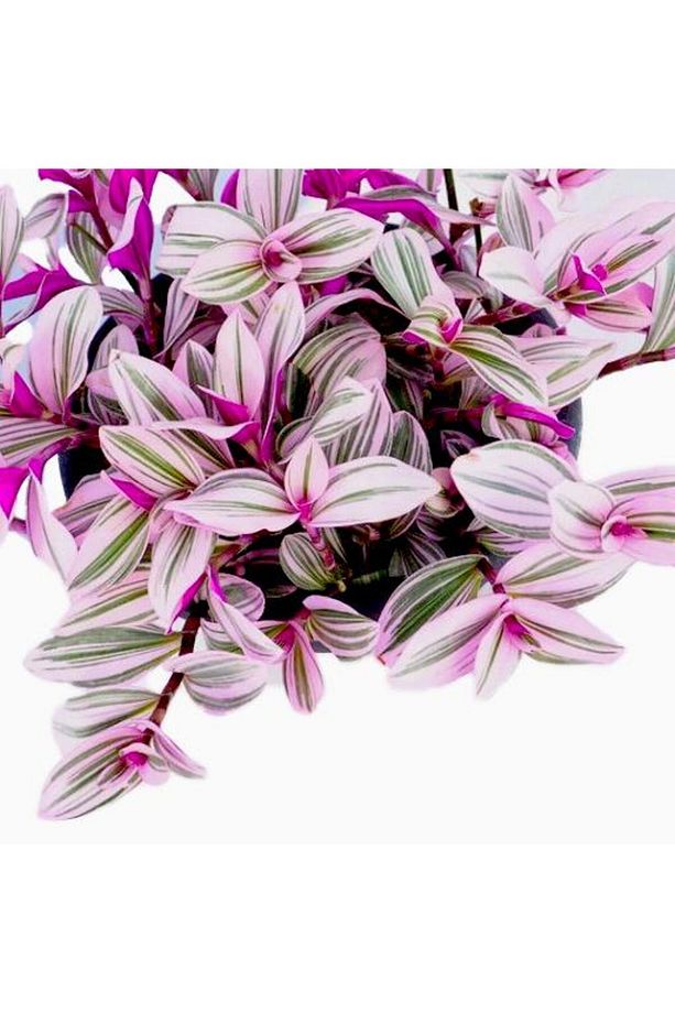 Pembe Telgraf Çiçeği – Nanouk Telgraf Çiçeği - 3