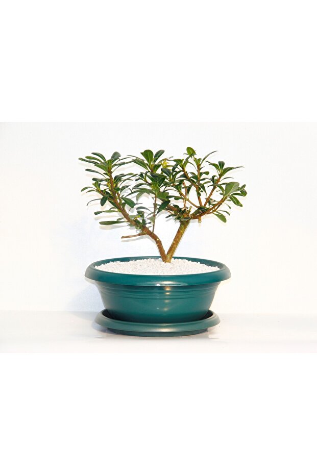 Bonsai Pitosporum Yıldız Çalısı - 7 Yaşında (YEŞİL SAKSI) - 5
