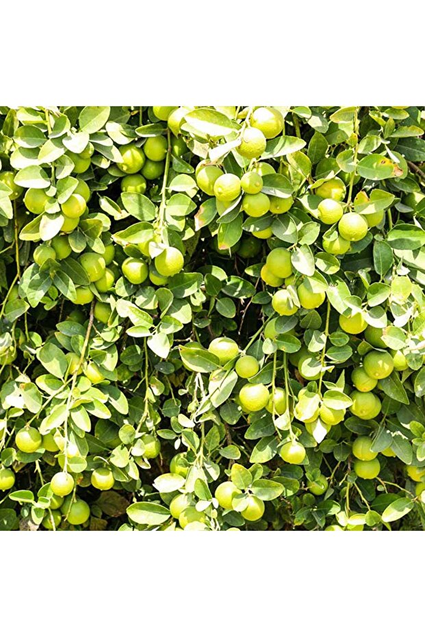 Lime Misket Limon Fidanı 3 Adet - Limequat - 4