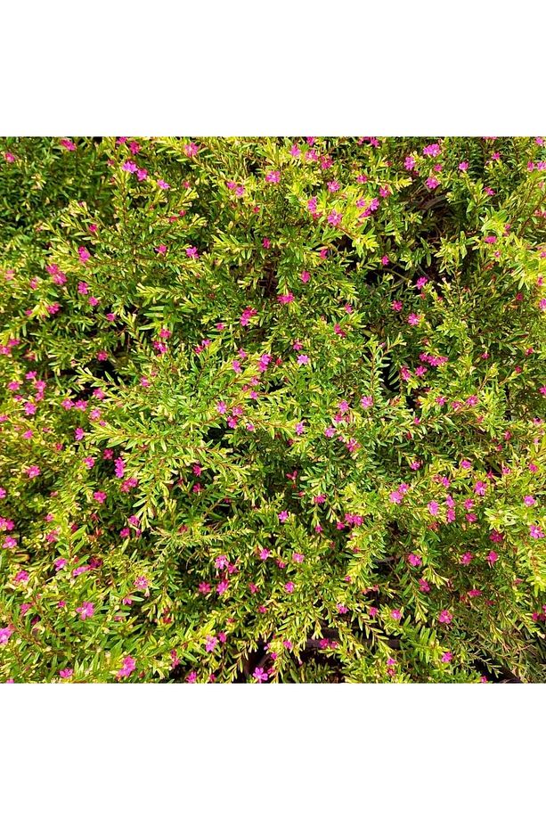 KUFEYA CENNET ÇİÇEĞİ 10 ADET ( PEMBE ) - 6