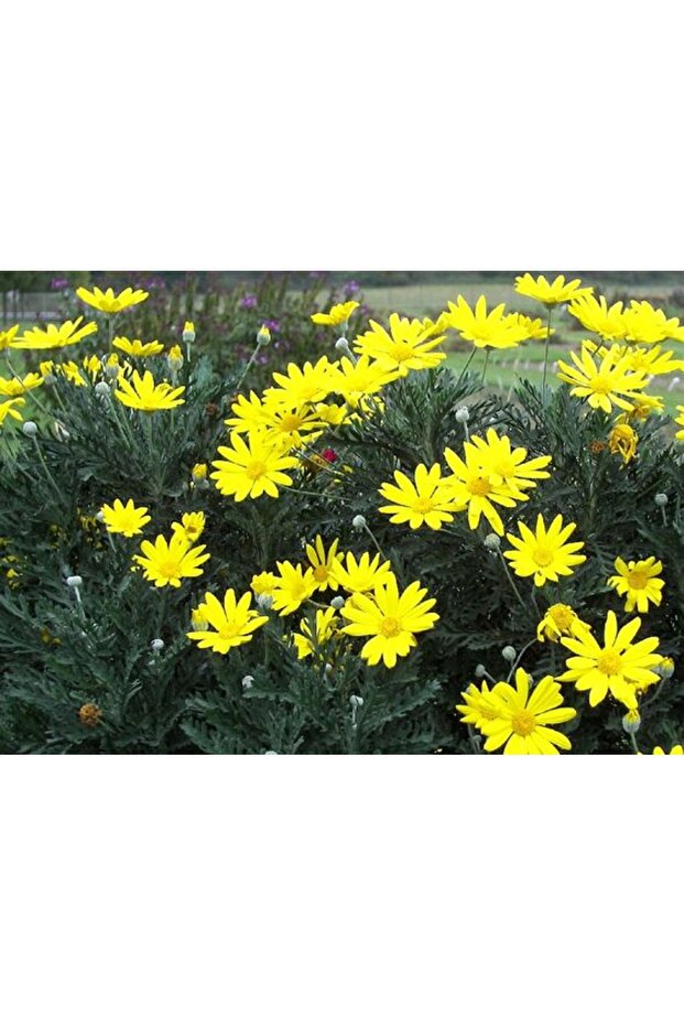 SARI PAPATYA EURYOPS - ÇOK YILLIK DIŞ MEKAN ÇİÇEĞİ - 6