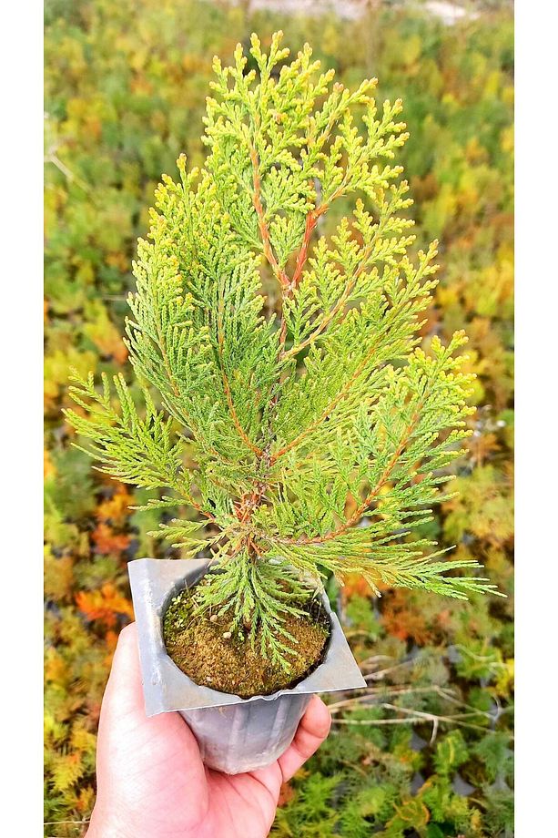 Altuni Mazı Fidanı 100 Adet 20-30 Cm - Sarı Çit Bitkisi - 6