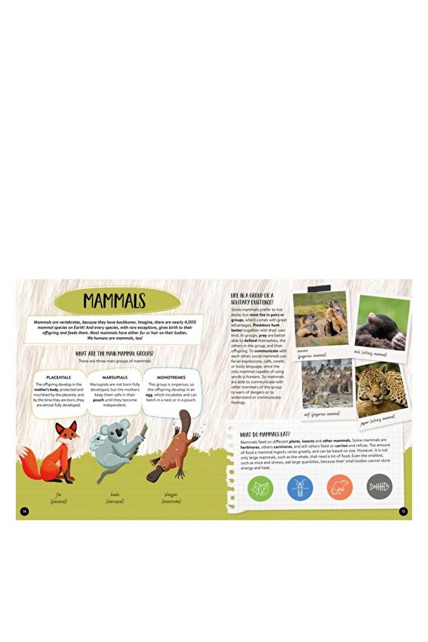 What- How- Why - Animals - 4