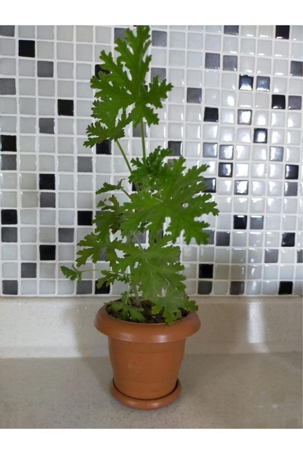 Gül Kokulu Itır Çiçeği 10-20 Cm - 2