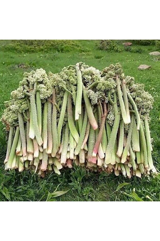 Işkın Kökü 250 gr - Bakkal Hasan - 4