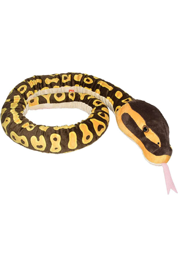 Ball Python Snake - 5