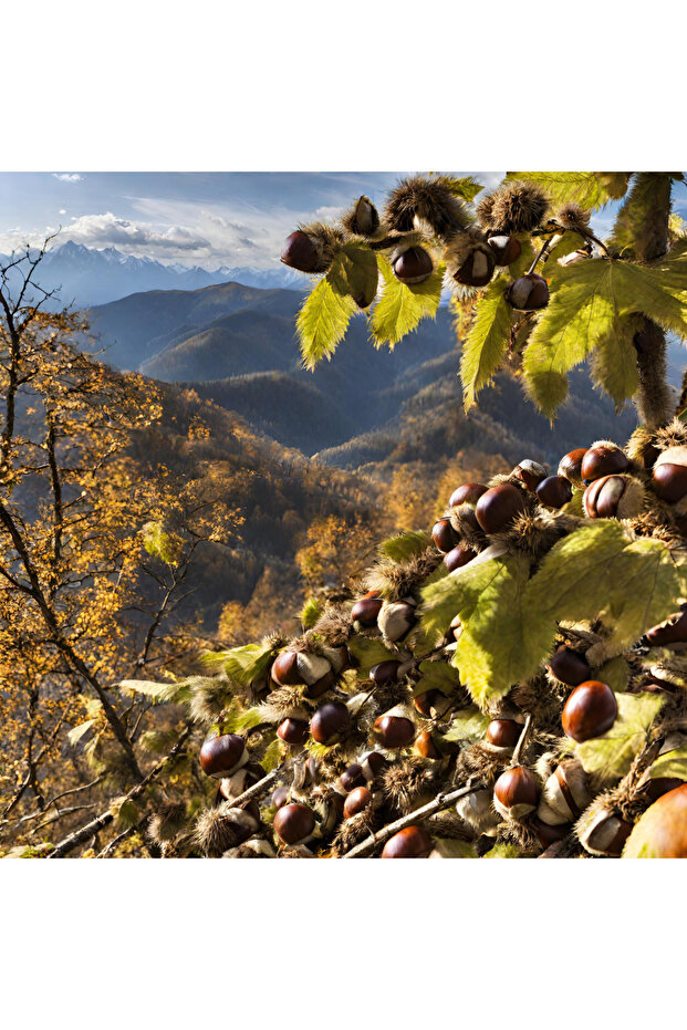 𝗞𝗲𝘀𝘁𝗮𝗻𝗲 𝗕𝗮𝗹ı (850 GR) 𝗞𝗮𝘇 𝗗𝗮𝗴𝗹𝗮𝗿ı𝗻𝗱𝗮𝗻 %𝟭𝟬𝟬 𝗢𝗿𝗴𝗮𝗻𝗶𝗸 - 5