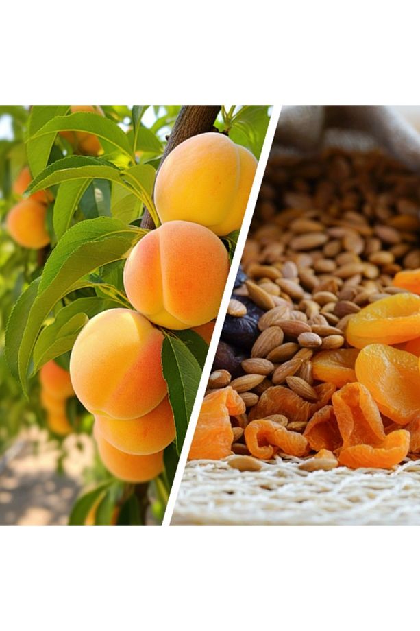 Kayısı Çekirdeği Kremi 70gr (4 ADET) - 4